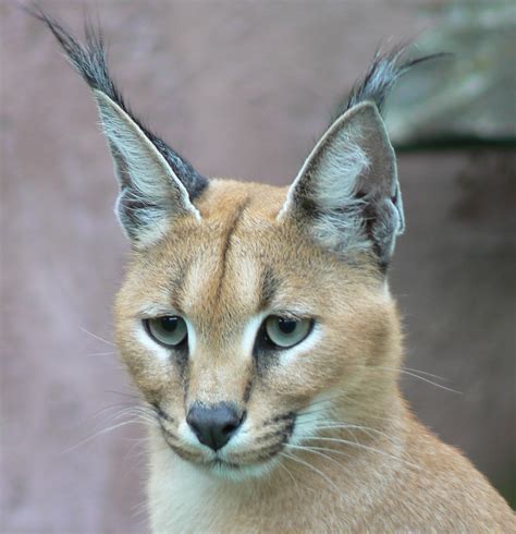 Caracal caracal - Wikipedia