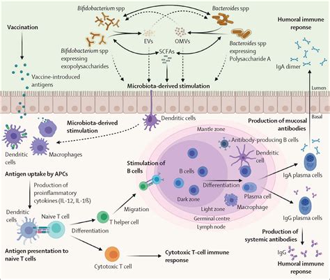 Tetanus Bacteria Life Cycle