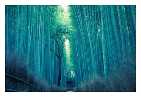 Arashiyama Bamboo Forest at 430-5AM. : r/japanpics