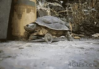 prosthesis tortoise gif | WiffleGif