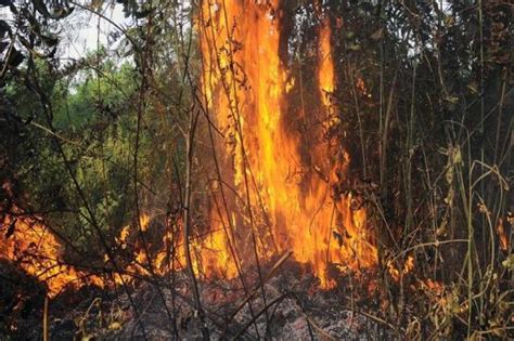 25 Kes Pembakaran Hutan Setiap Hari Di Sabah - Semasa | mStar