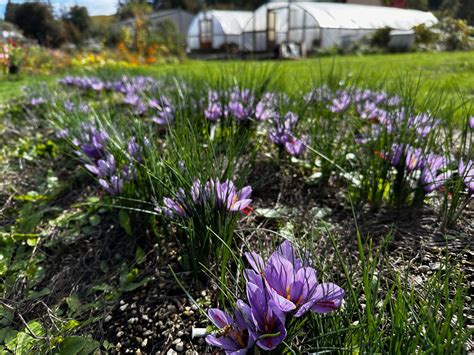 USA grown natural saffron, no chemicals no pesticides. small batch ...