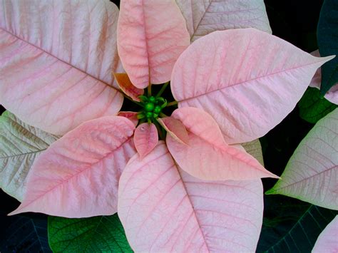 Pink Poinsettia by mrmd53 on DeviantArt