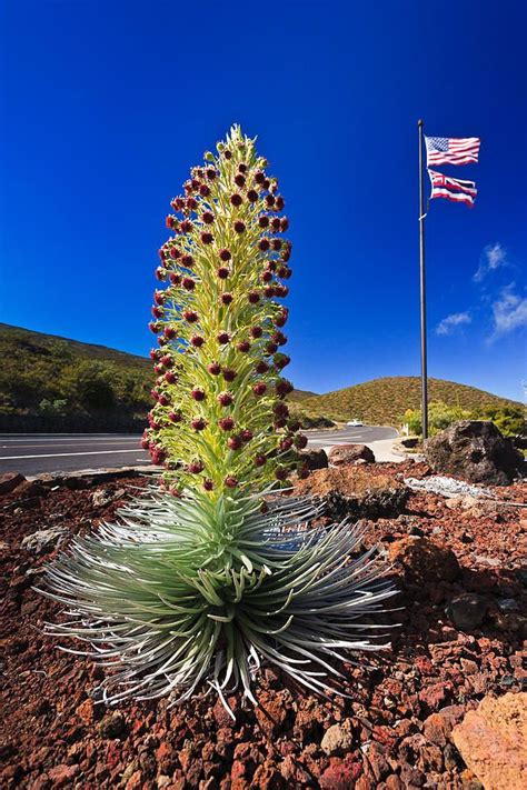 Silver Sword Plant from Hawaii | Plants, Hawaii pictures, Unusual plants