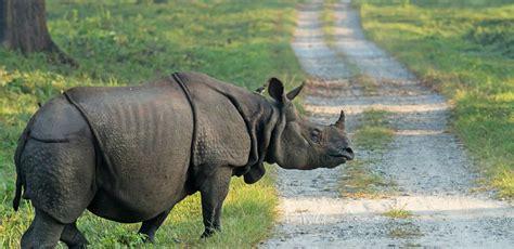 World Rhino Day 2021 - All About the Rare One-Horned Rhinos