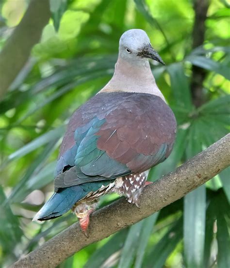 Difference Between Pigeon and Dove