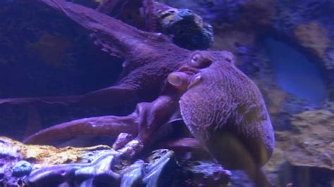 Feeding our Octopus - YouTube