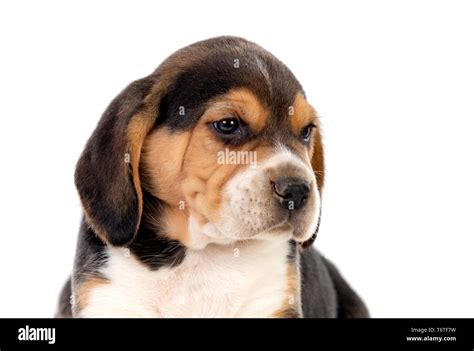 Black And White Beagle Puppies