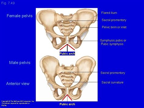 Pelvic Brim Anatomy - Human Anatomy