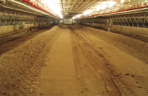 Managing built-up litter between broiler flocks | WATTAgNet