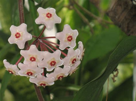 Wax Flower: Hoya Carnosa