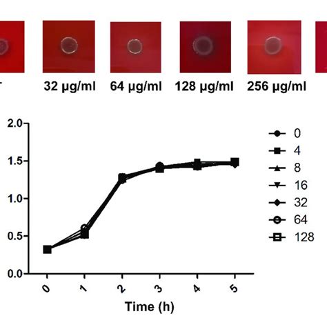 | Verbascoside protected mice from C. perfringens gas gangrene. (A ...