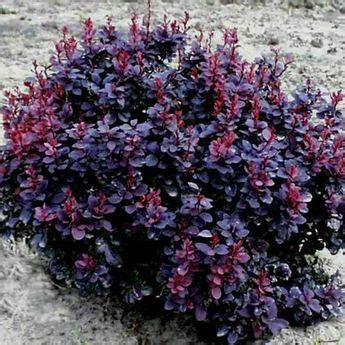 Barberry Concorde Berberis thunbergii ‘Concorde’ | Landscaping plants, Shrubs, Plants