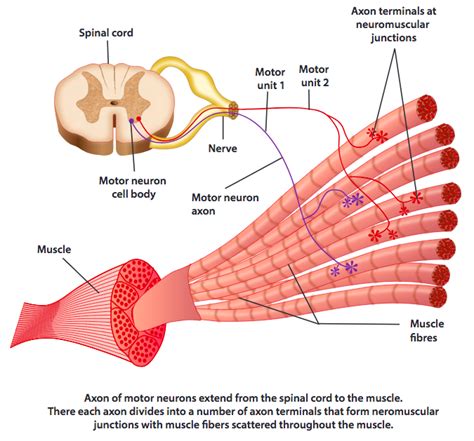 What Is A Motor Unit - cloudshareinfo