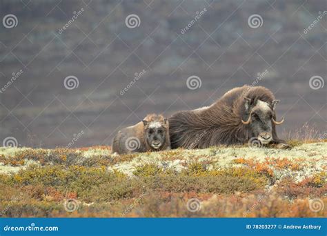 Mother and Baby Musk Ox stock image. Image of giant, nature - 78203277