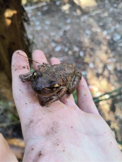 Invasive Cuban tree frog in Florida : r/frogs