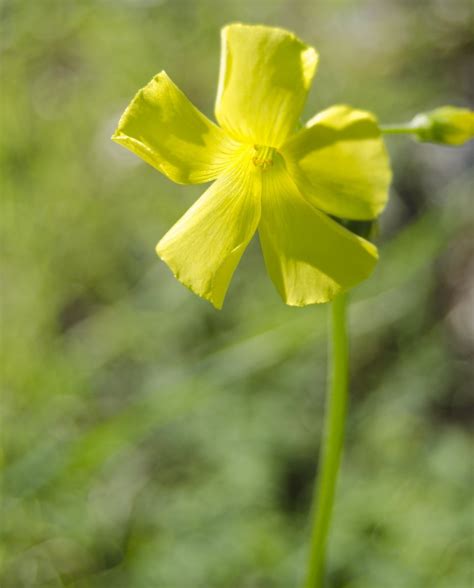 Yellow clover's flower Free Photo Download | FreeImages