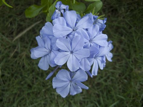 Plumbago auriculata (Cape leadwort) | Plumbago auriculata, a… | Flickr