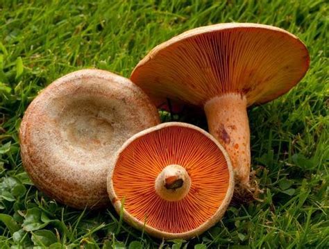 Lactarius deliciosus - Alchetron, The Free Social Encyclopedia