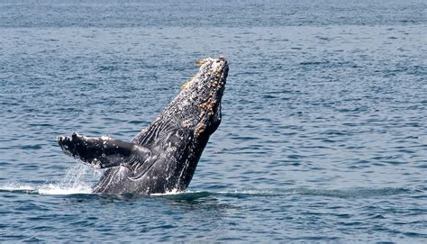 Barnacle 'GPS' tracks millions of years of whale migration - Futurity