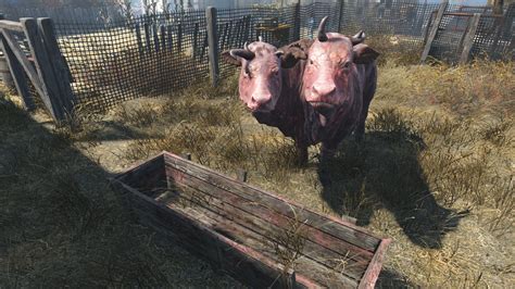 When you stop and look them in the eye, brahmin are actually pretty cute. : r/fo4