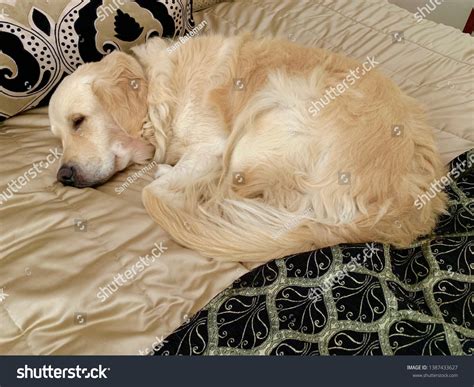 Golden Retriever Sleeping