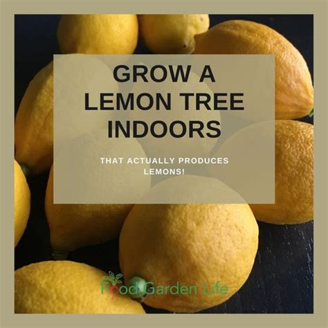 How to a Grow Lemon Tree Indoors (That Actually Produces Lemons) — Food ...