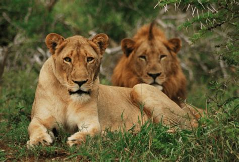 Researchers worried lions may be facing loss of habitat | News365.co.za