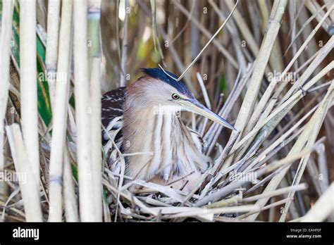 Ixobrychus minutus, Little Bittern. Nest in the nature Stock Photo - Alamy