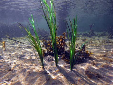 Eelgrass – RocknReefs Inc.