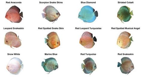 Discus Fish Care Guide | Types, Breeding, Setup | TheAquariumAdviser | Binatang, Hewan, Ikan