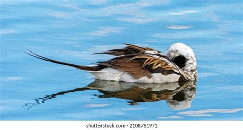 Long Tailed Duck: Over 2,243 Royalty-Free Licensable Stock Photos ...