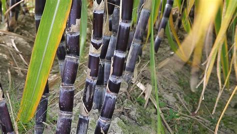 Purple Sugar Cane Plant In The Field Stock Footage Video 5054819 ...