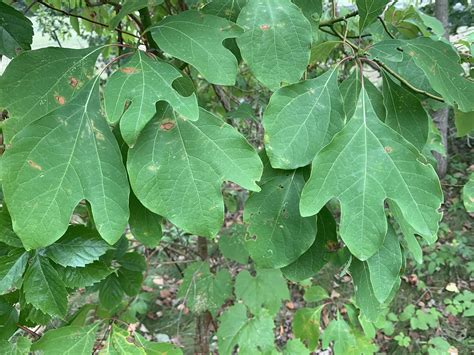 GARDENING: Sassafras tree has distinctive-looking leaves | Sarnia ...