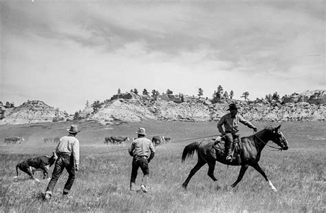 These photos show cowboys and dudes as they round up cattle on the Montana Range, 1939 - Rare ...