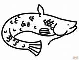 Catfish coloring page  Free Printable Coloring Pages sketch template