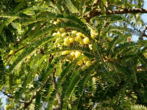 Amala/Indian gooseberry – Phyto Farm Global