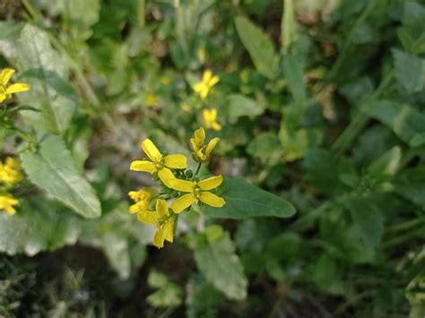 Mustard flower and plant 16759863 Stock Photo at Vecteezy