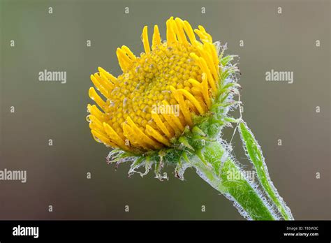 Eastern groundsel flower Stock Photo - Alamy