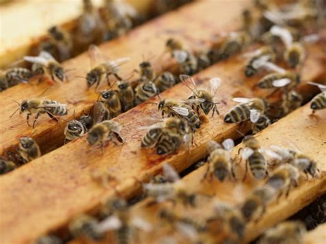 Preparing Your Honey Bee Hive for Over-Wintering in Australia - Bee2Bee