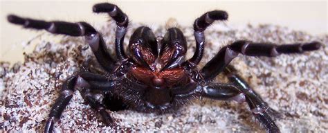 Scientists Want to Use Deadly Spider Venom to Prevent Brain Damage From ...