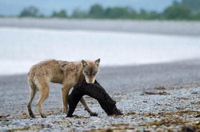 Federally-funded Oregon research finds some wolves may primarily eat sea otters | Oregon ...