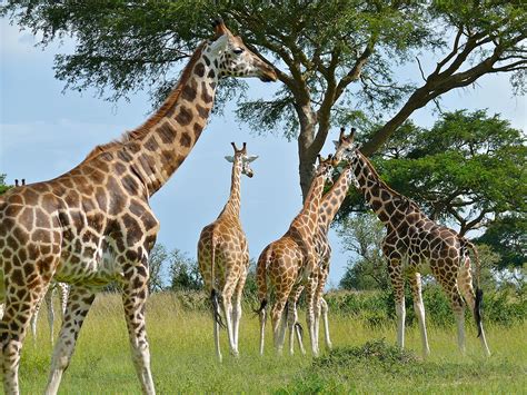 Áramütés végzett három zsiráffal egy kenyai rezervátumban | ZooZoo Portál