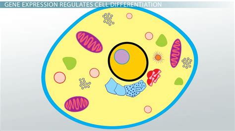 Cell Differentiation Definition, Process & Examples - Video & Lesson ...