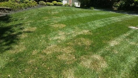 Brown Patch: Prevention and Treatment - Lawn Butler