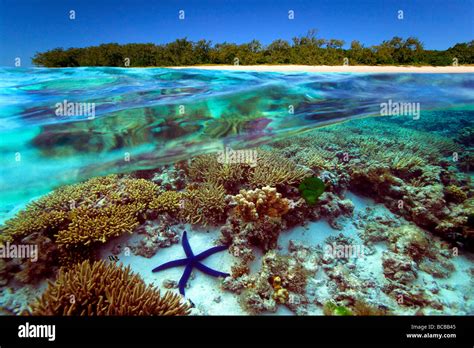 Underwater view of Great Barrier Reef Australia Stock Photo - Alamy