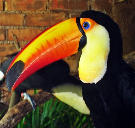 Toco Toucan (Rhamphastos Toco) | The toucan's beak appears q… | Flickr