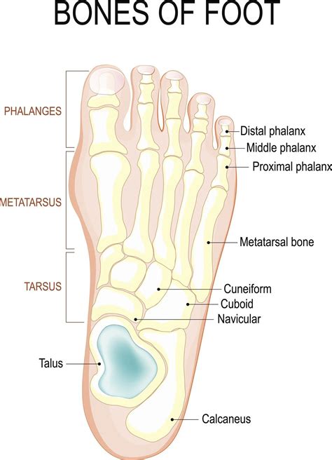 What Are The Fingers Of The Foot Called: A Fascinating Exploration