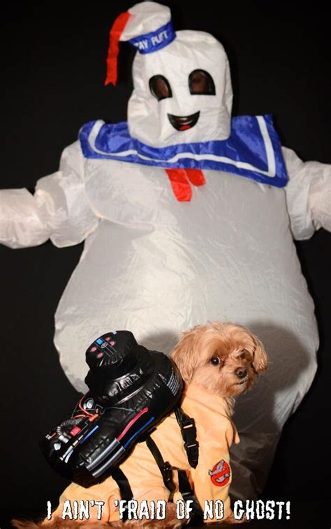 Ghostbusters Dog Costume with Same Day Shipping | BaxterBoo