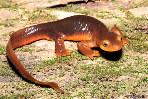 Identifying Species of Pacific Newts - Genus Taricha